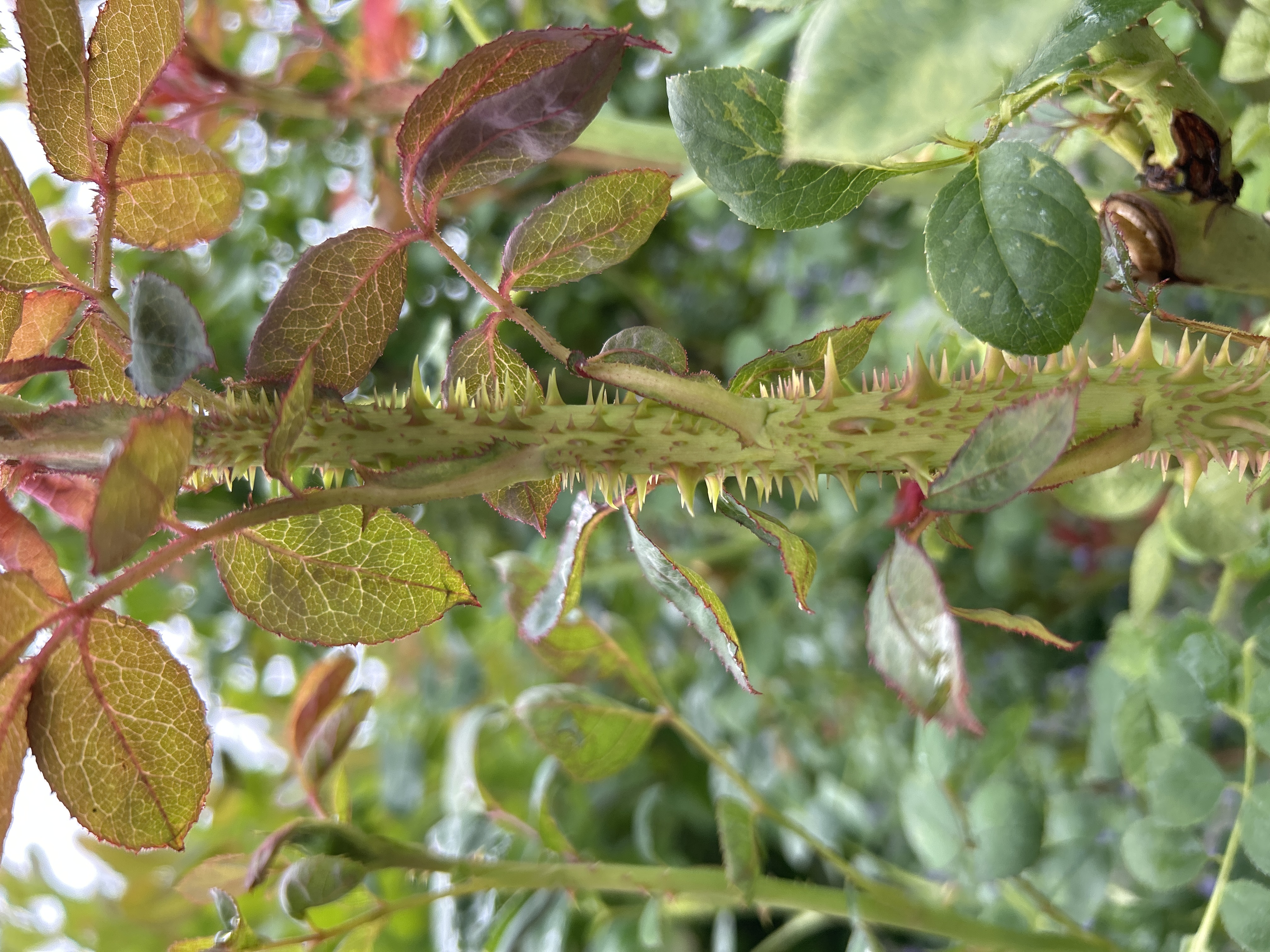 Rose Rosette disease on stems